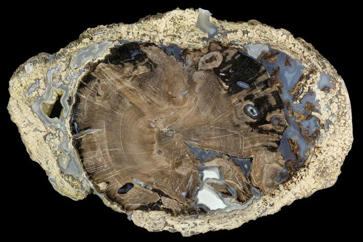 Petrified Wood (Schinoxylon) Slab - Blue Forest, Wyoming #124222